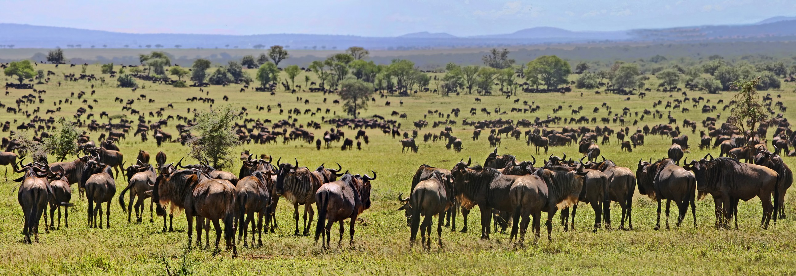 דרורה  בהרל 