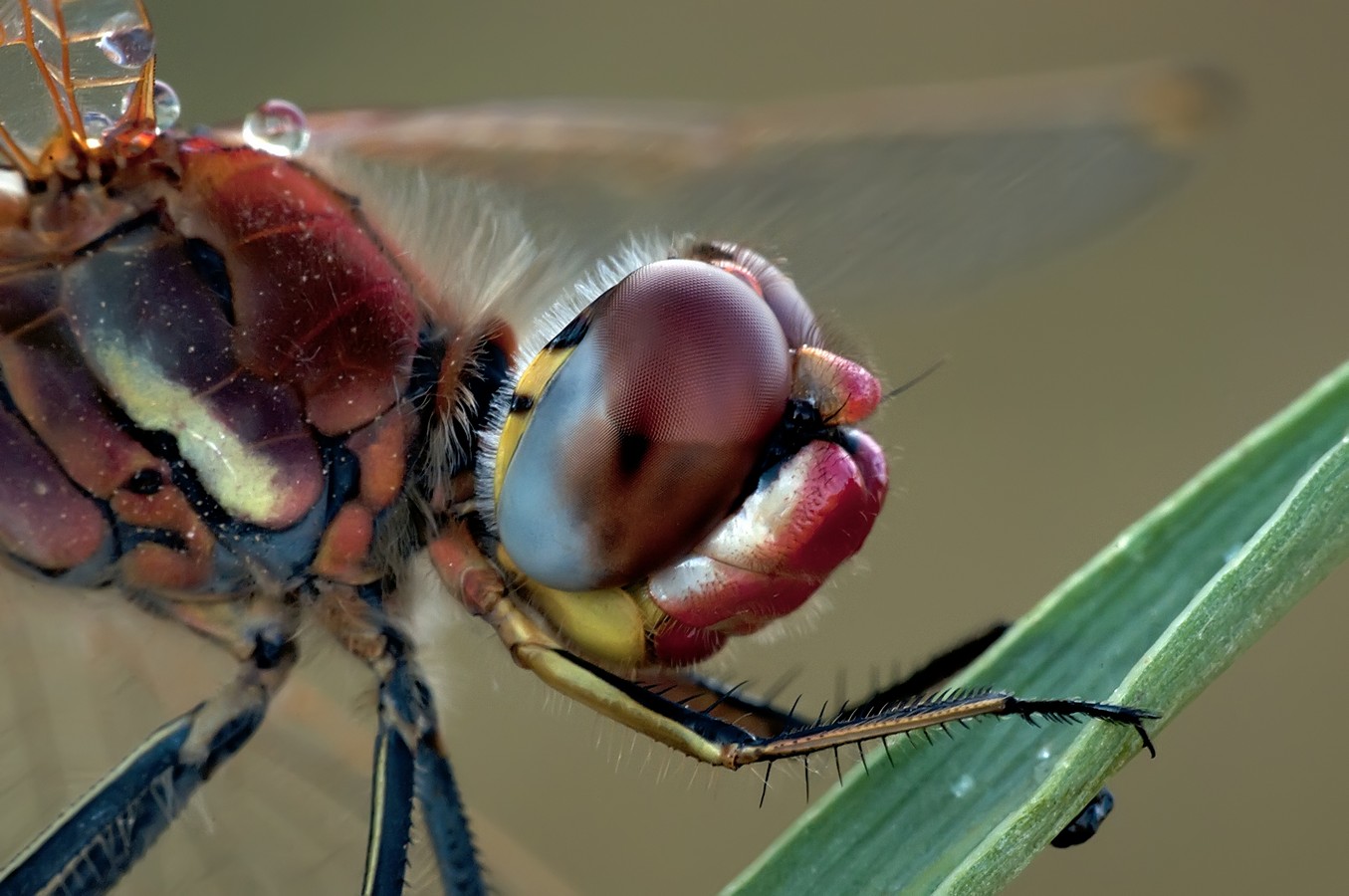 ‫שלום ניסימי‬‎