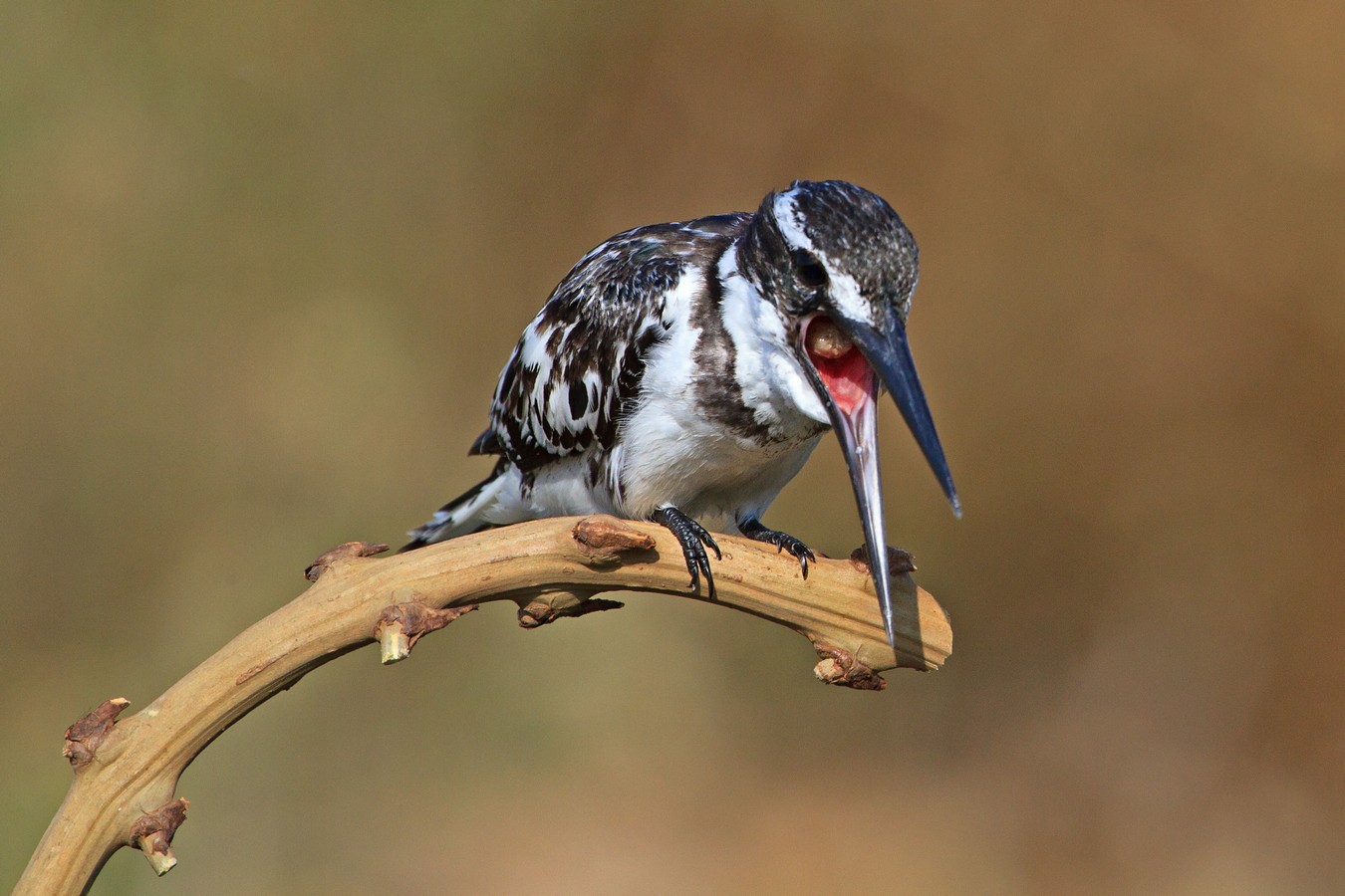 אמנון אייכלברג