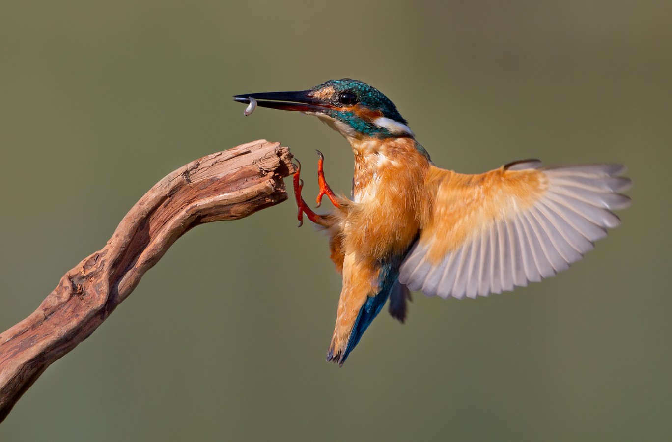 אמנון אייכלברג