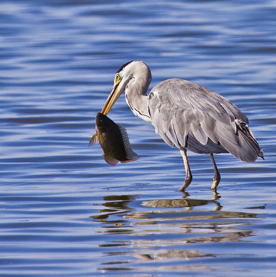 זאב מנדלוביץ