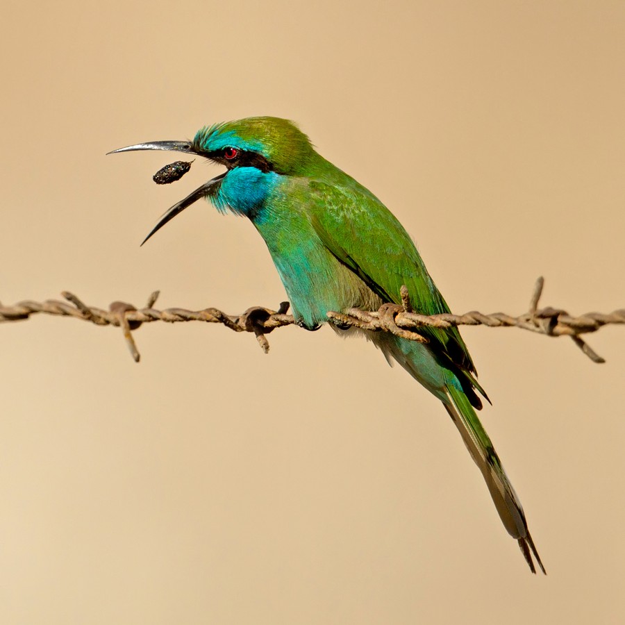 אמנון אייכלברג