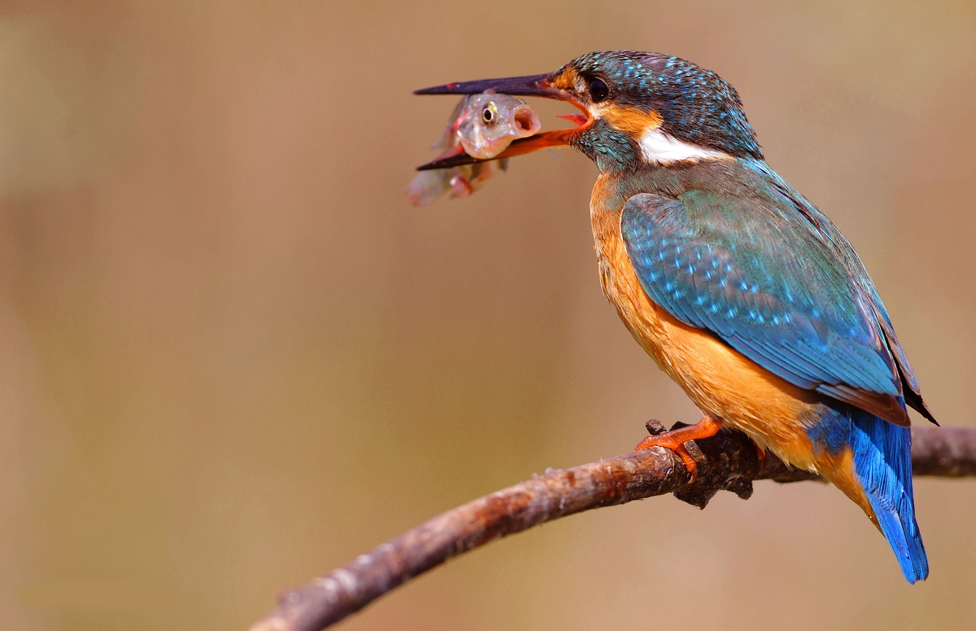 אבנר אוליאל
