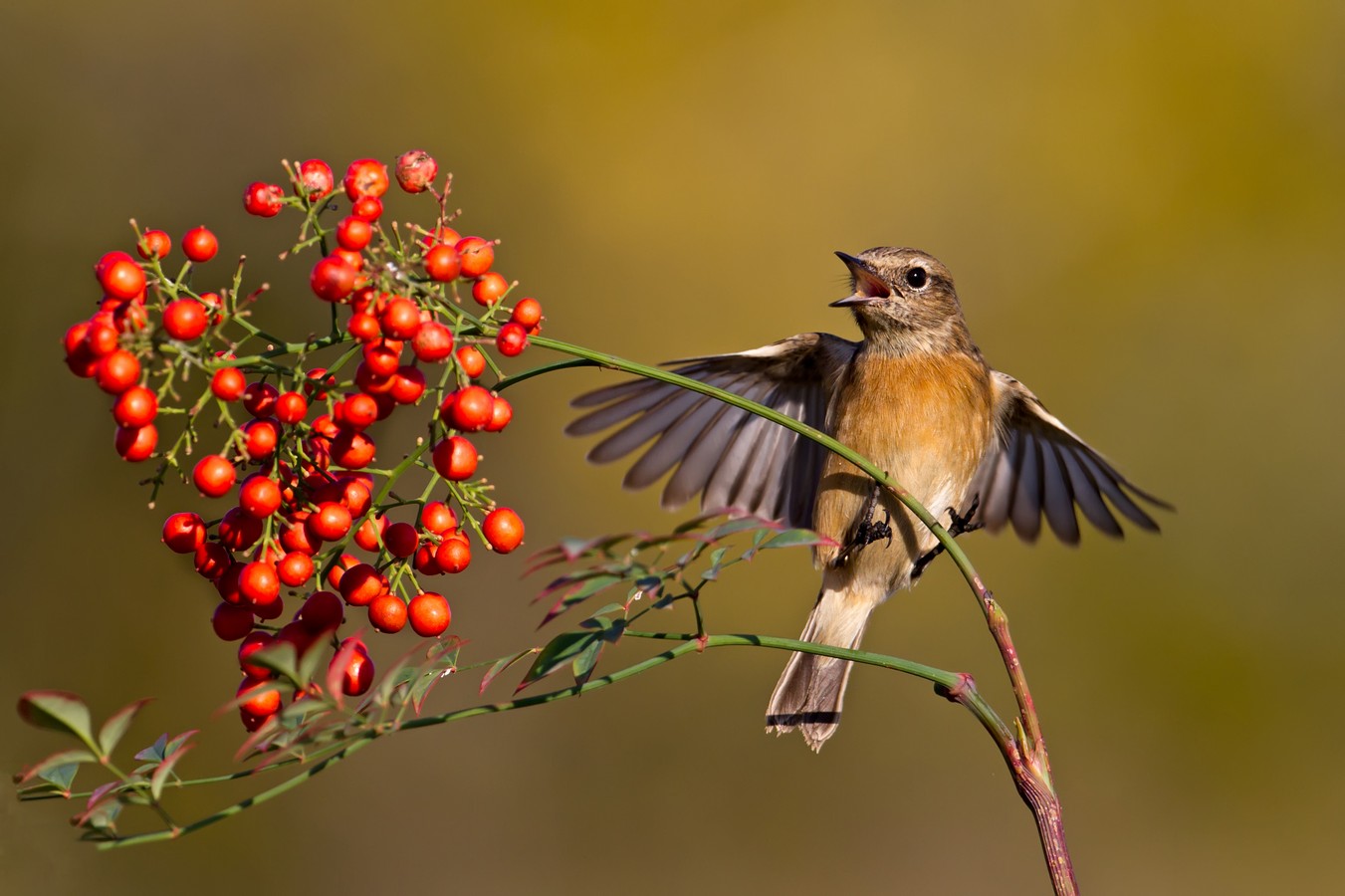 אמנון אייכלברג