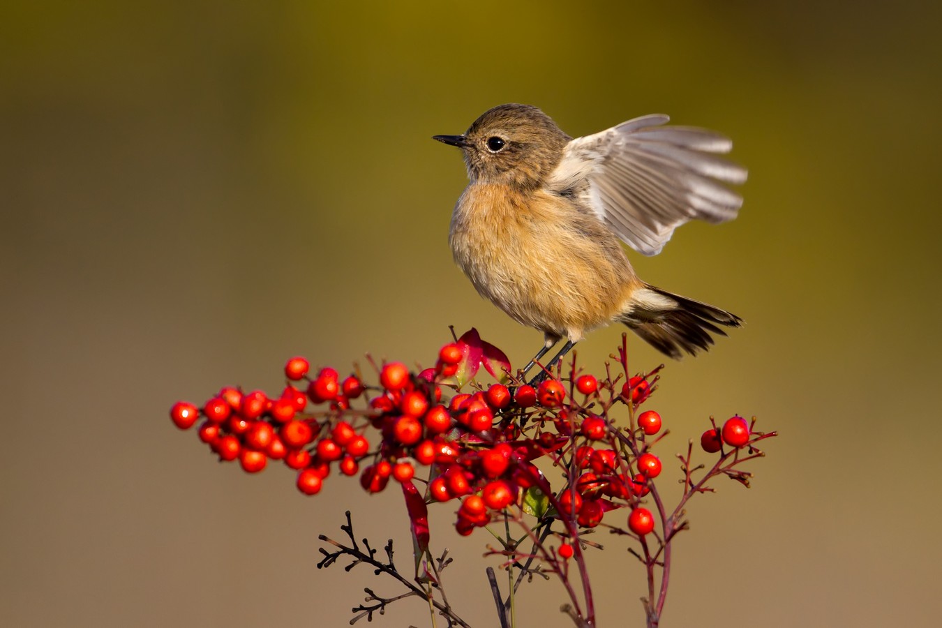 אמנון אייכלברג