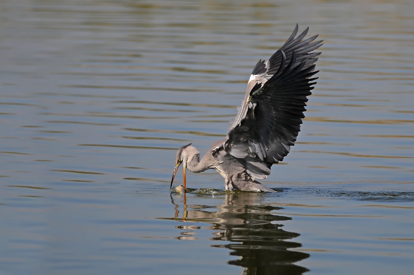 יוסף בן דוד