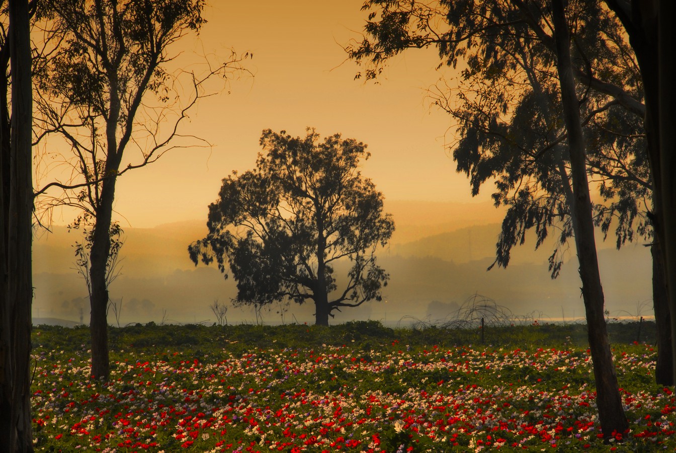 סמי  חזקיהו