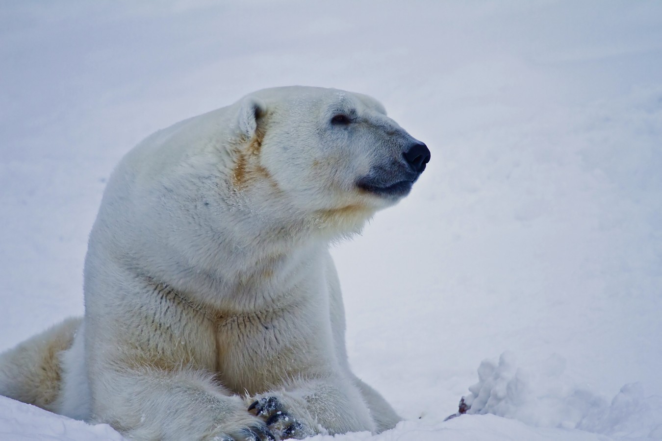 זאב מנדלוביץ