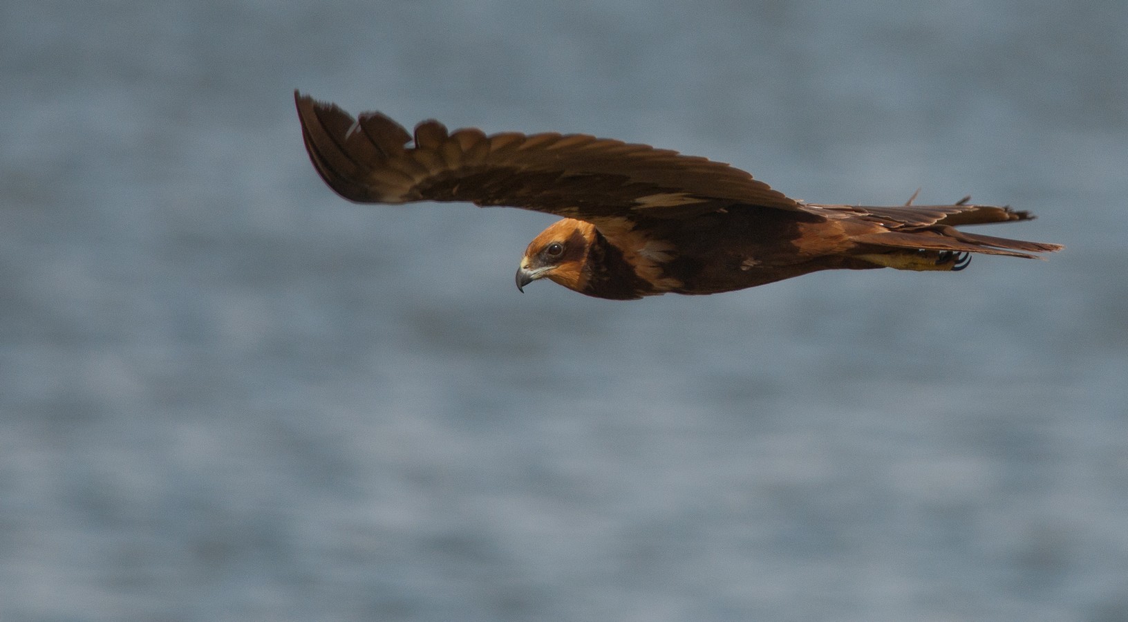 רונן רוזנבלט