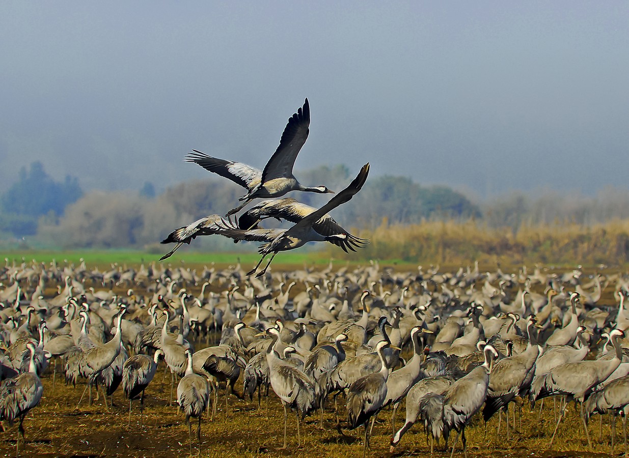 שושנה רימון