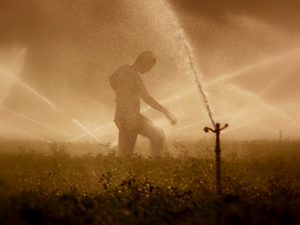 איתמר גולדברג