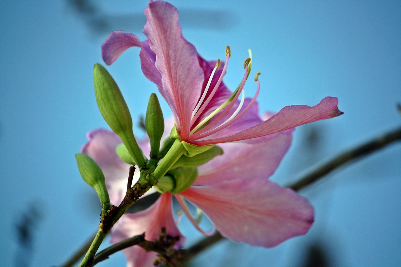 יעקב ויקינסקי