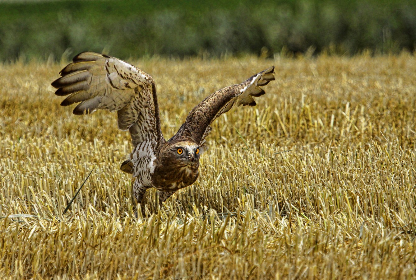 מיכל דה פורטו
