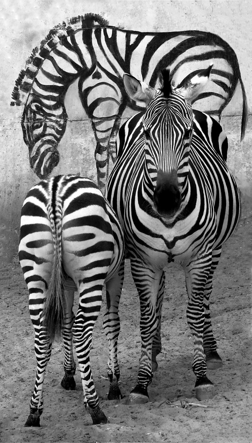 נאוה פמיליה