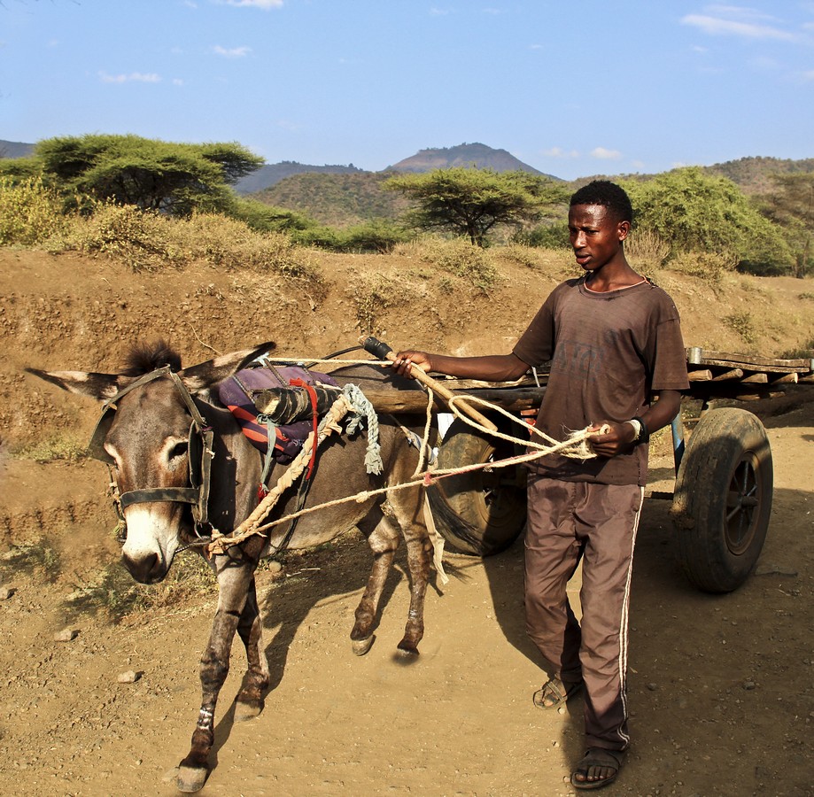 דרורה  בהרל 