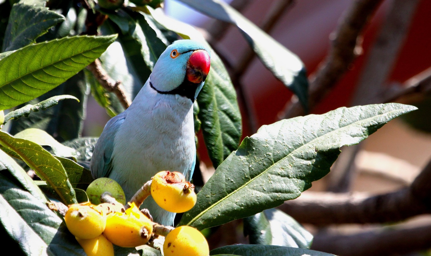 מיכל דה פורטו