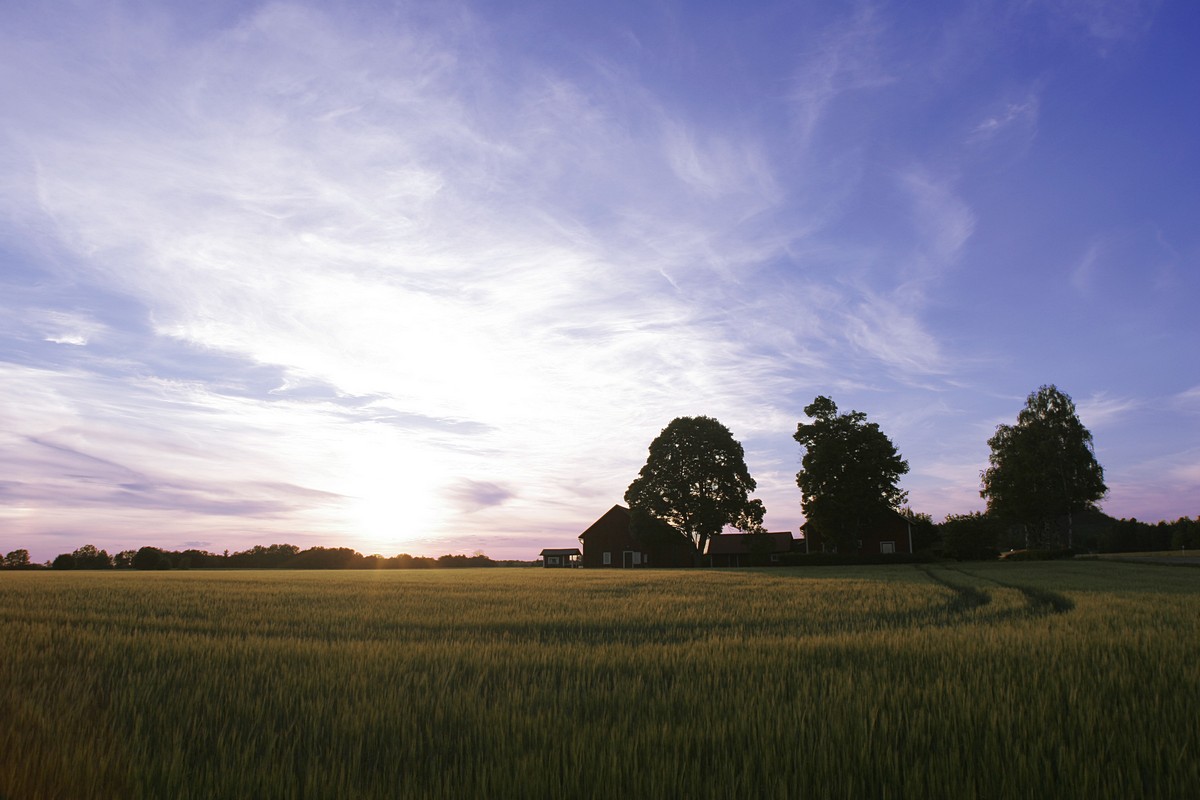 יונתן נקסטרנד
