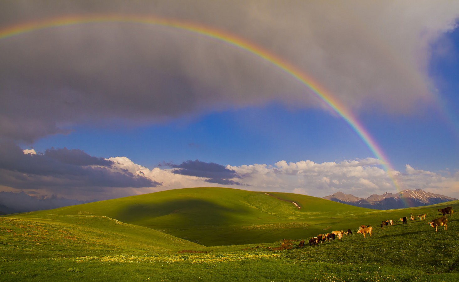 זאב מנדלוביץ