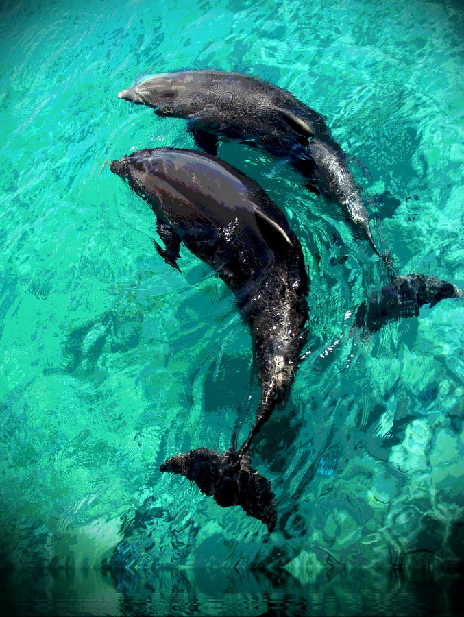 נאוה פמיליה