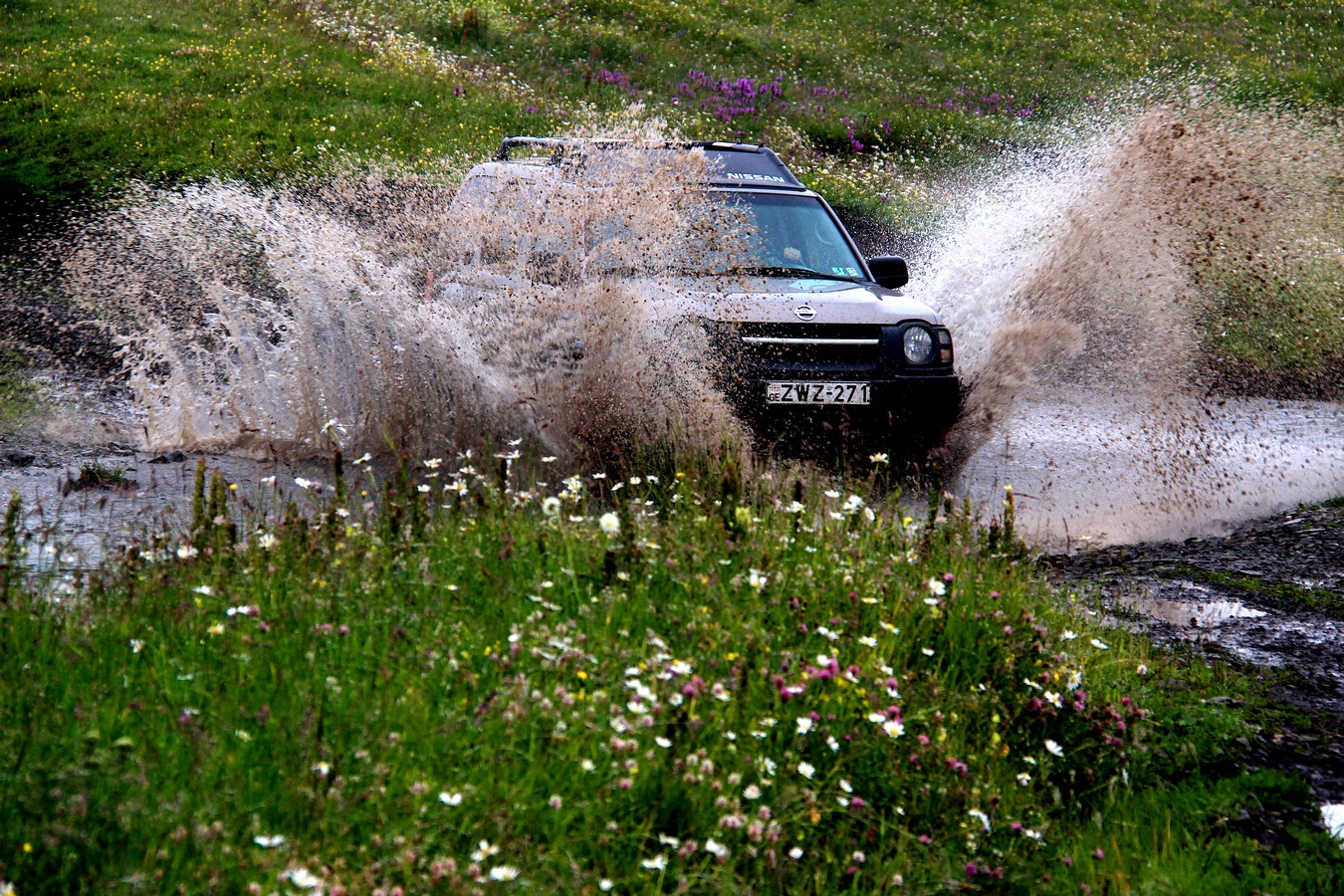 דרורה  בהרל 