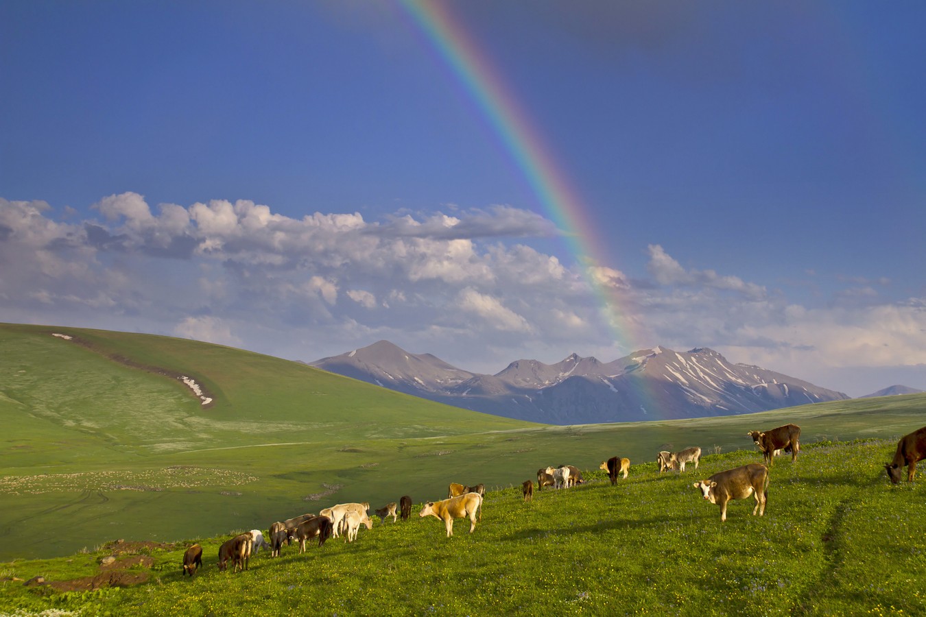 זאב מנדלוביץ