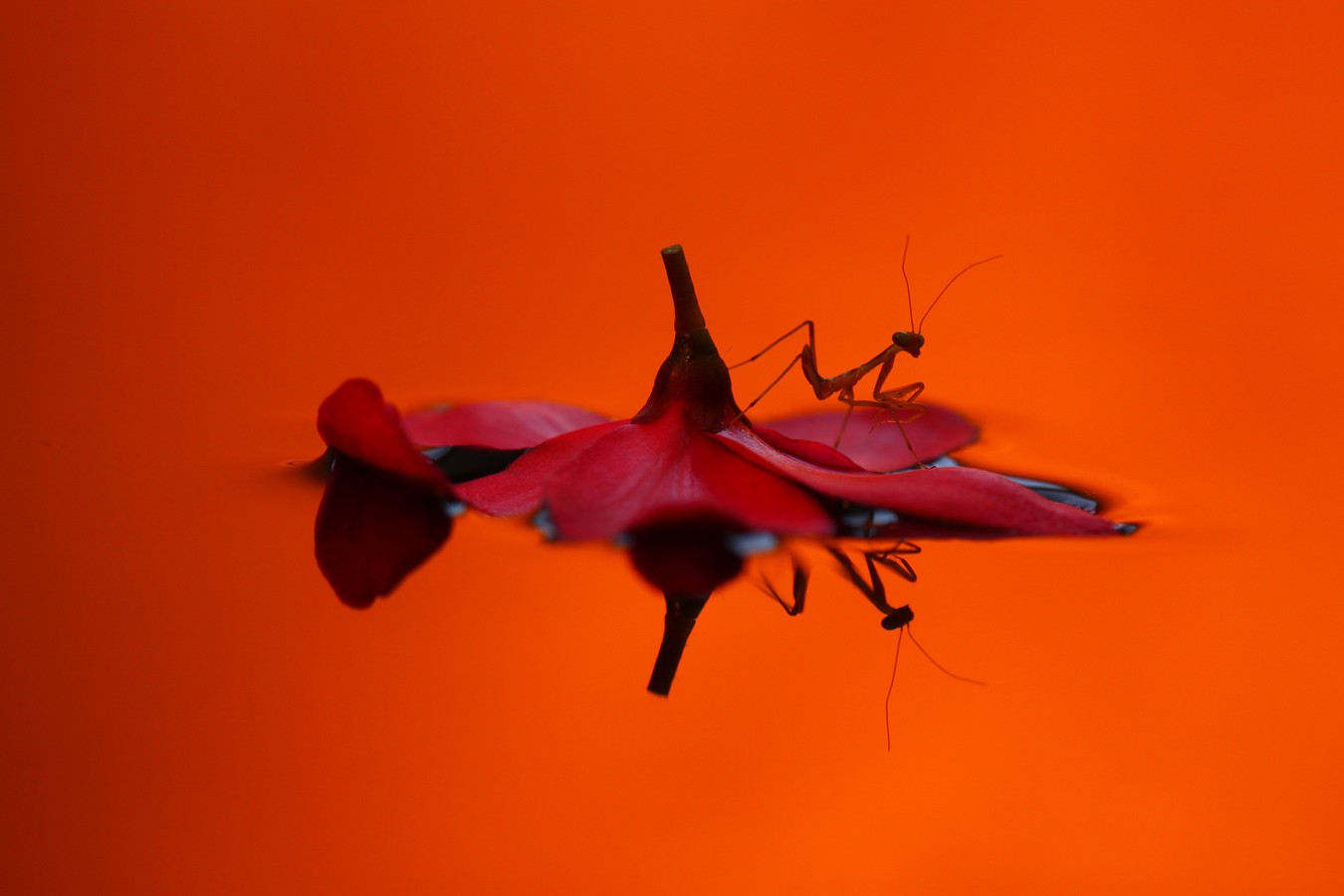 דניאל דנילוב