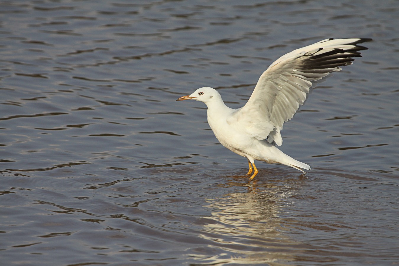 מיכל דה פורטו