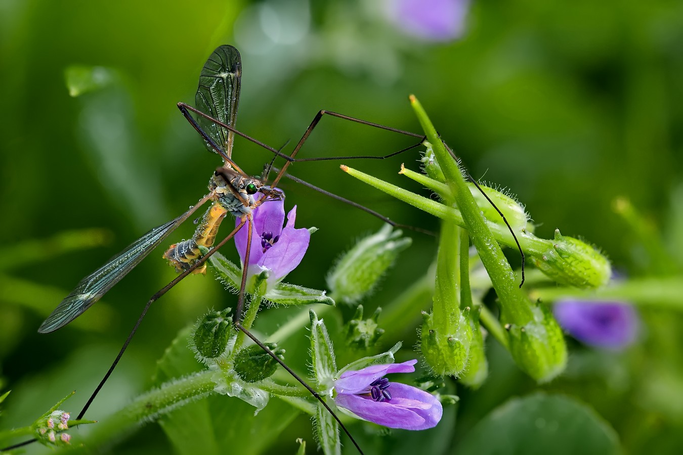 ‫שלום ניסימי‬‎