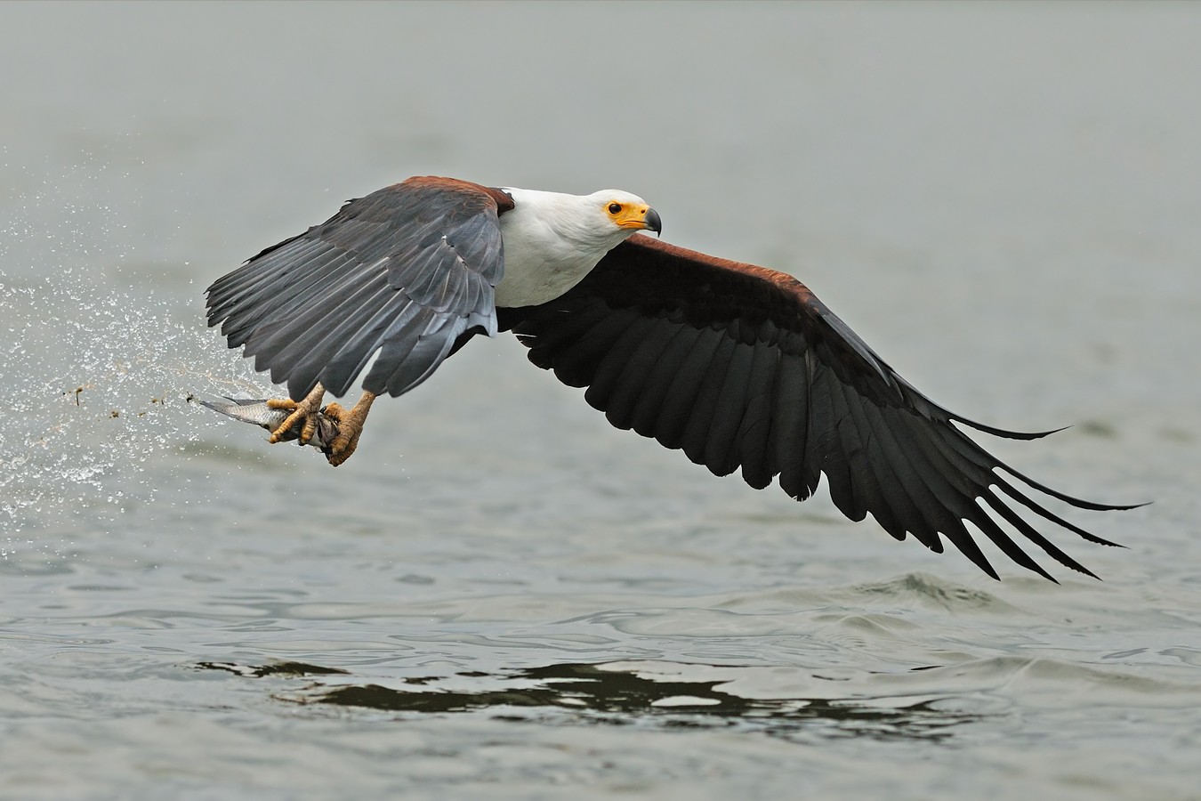 צילום: דוד דניאל