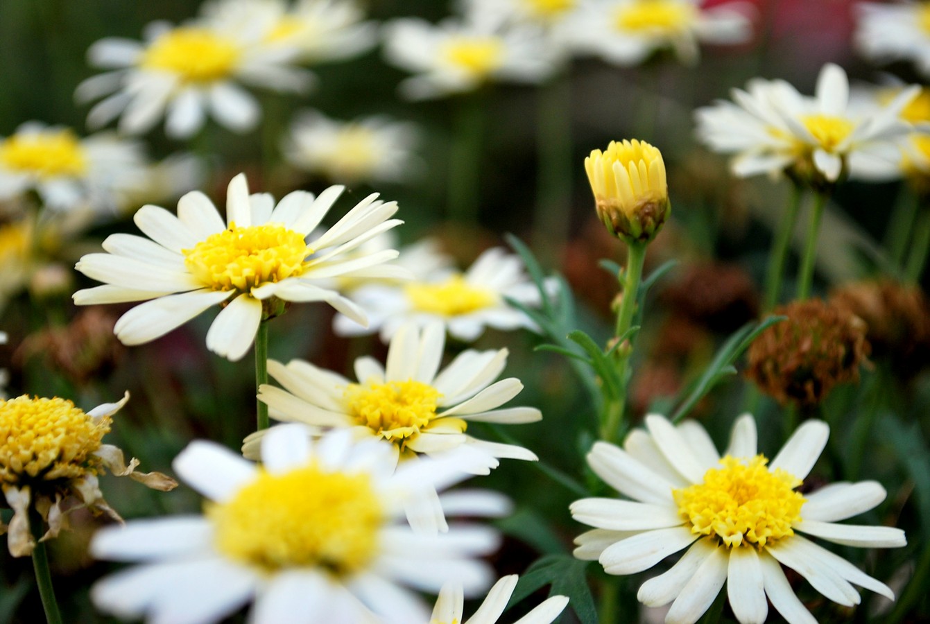 גלי אנגלמאיר