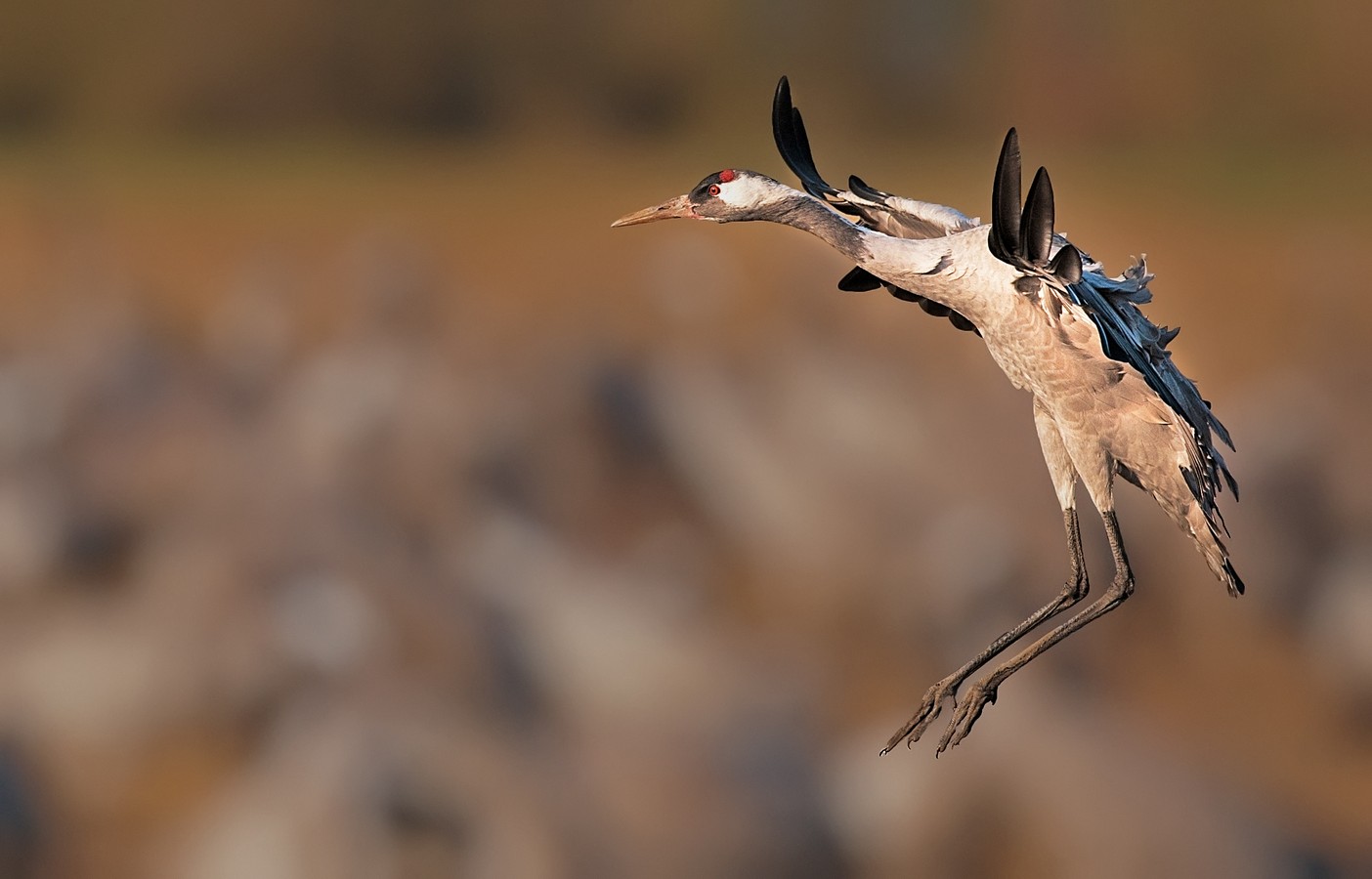 ‫שלום ניסימי‬‎