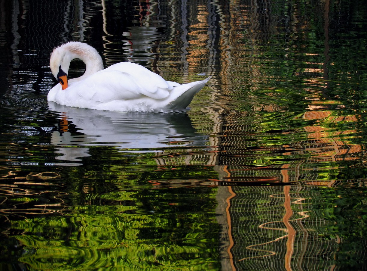 נאוה פמיליה