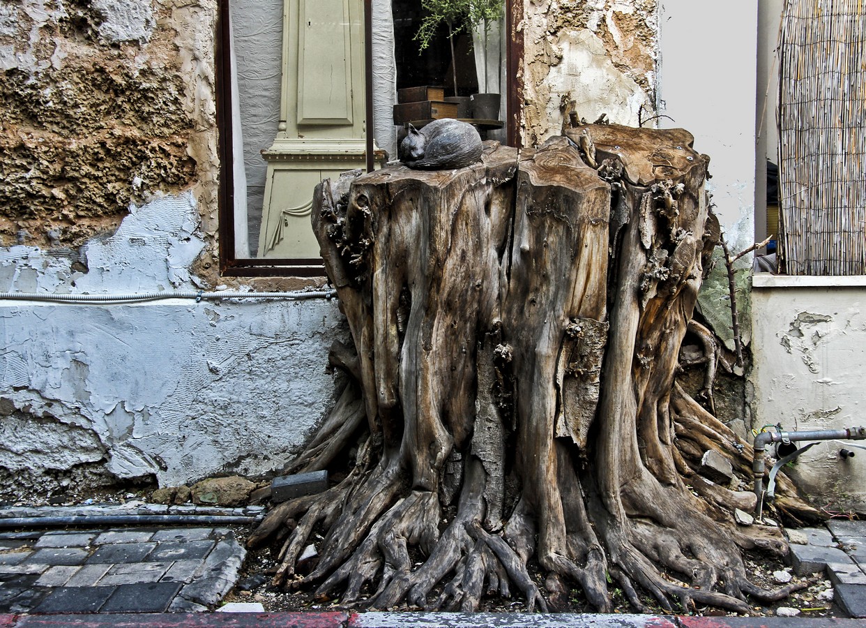 דרורה  בהרל 