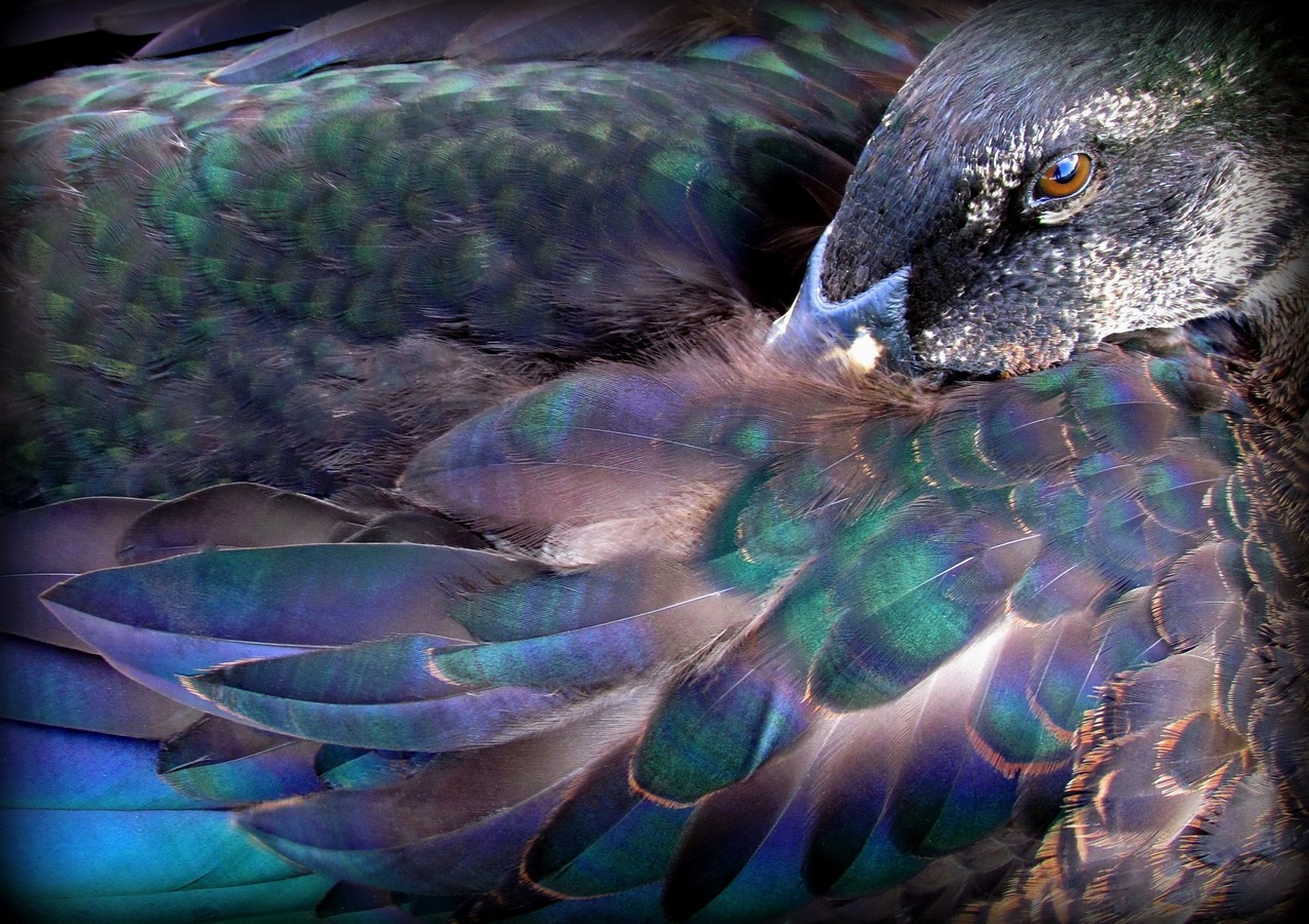 נאוה פמיליה