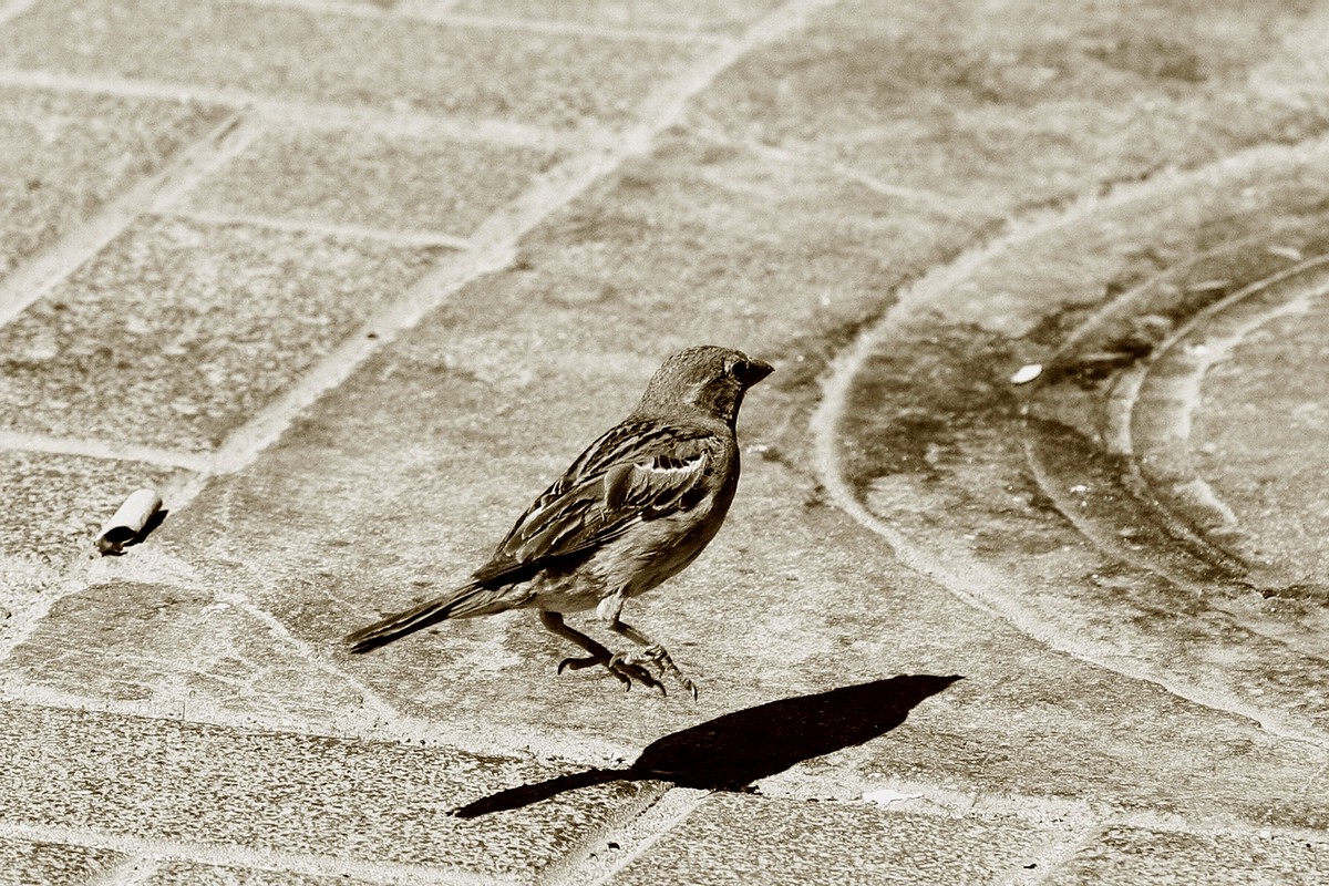 אלי יזרעאלב