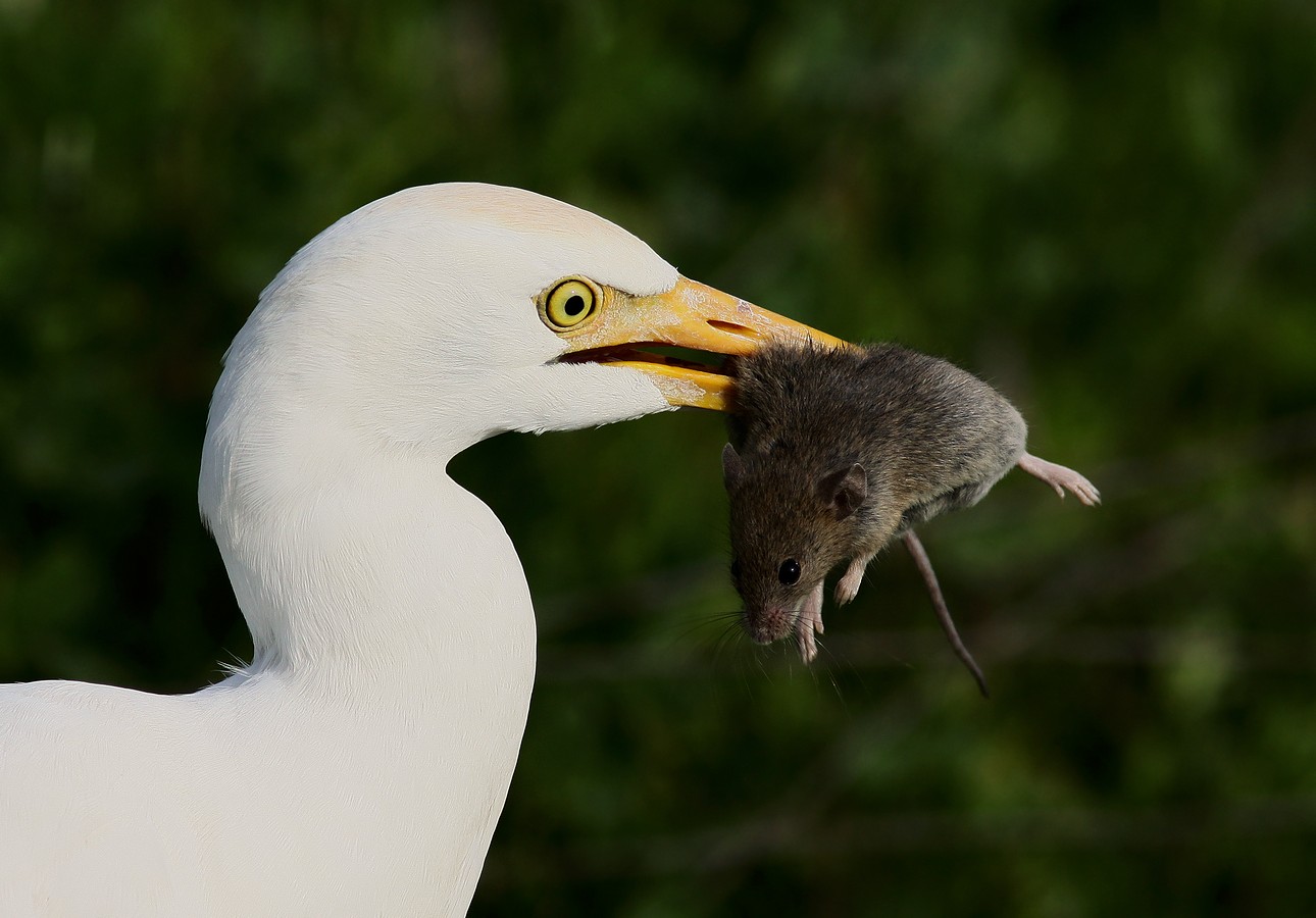 מורדי חוטובלי 