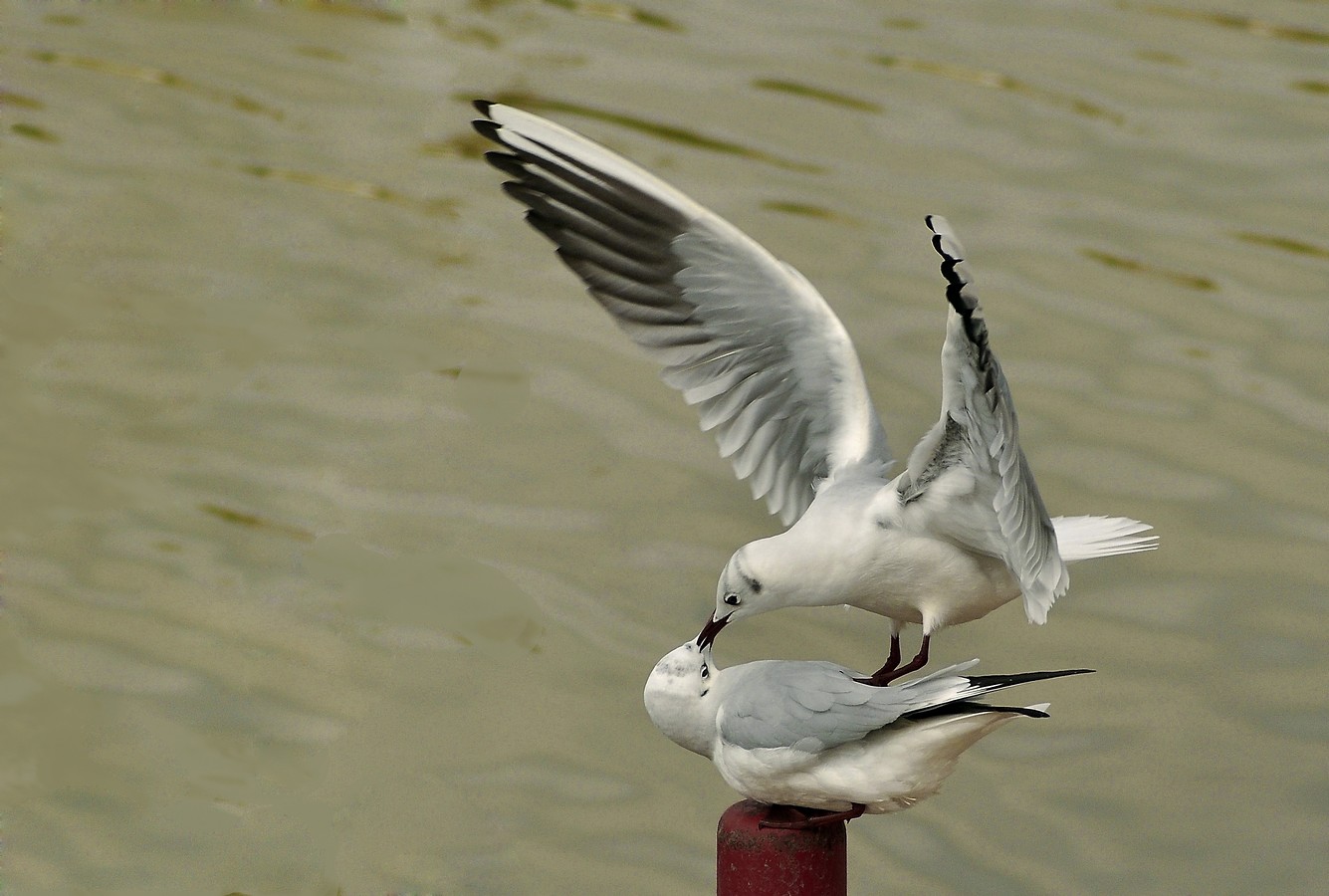 שמואל  וירובניק
