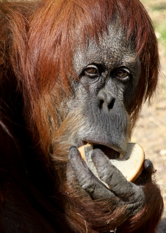 מיכל דה פורטו