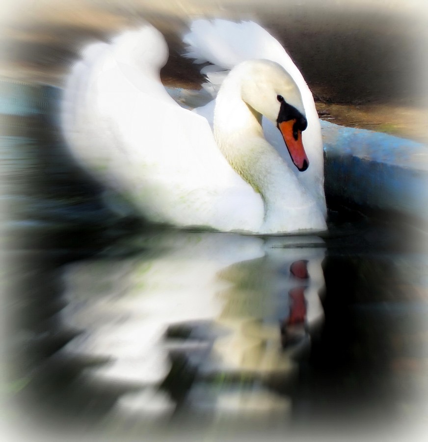 נאוה פמיליה