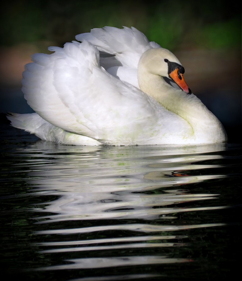 נאוה פמיליה