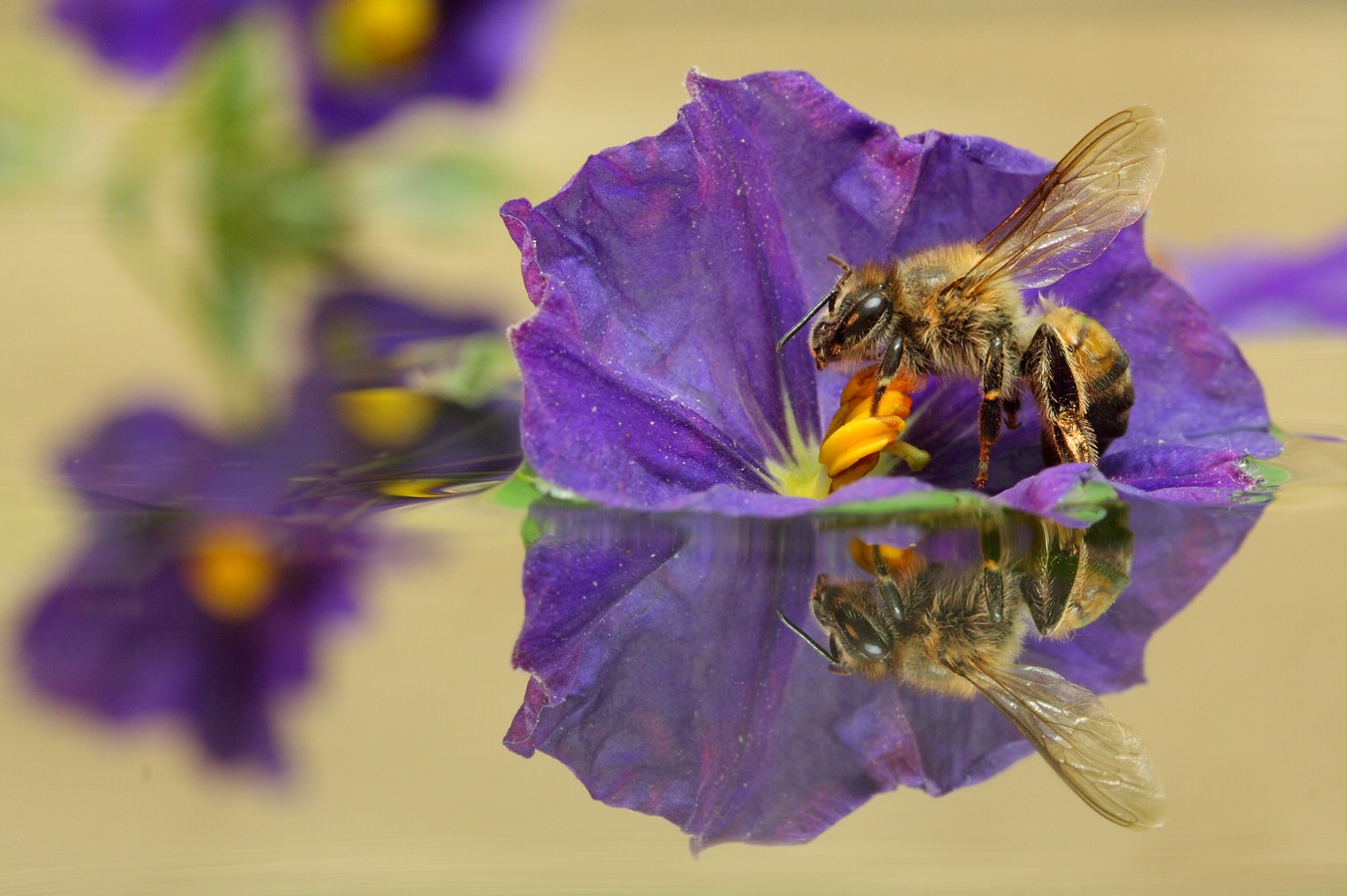 אביגדור קסטנבוים