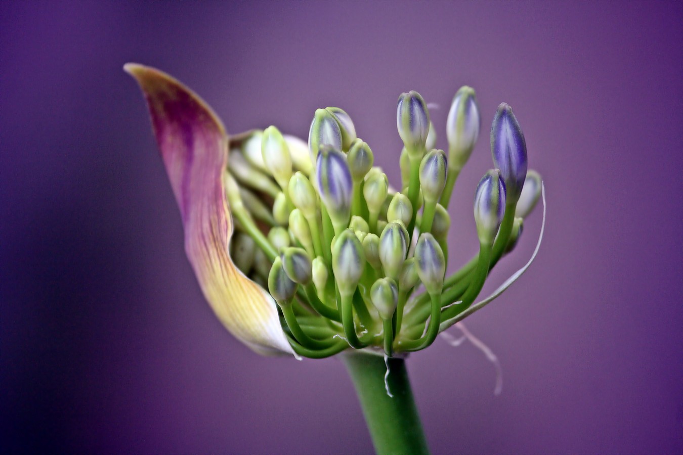יעקב ויקינסקי