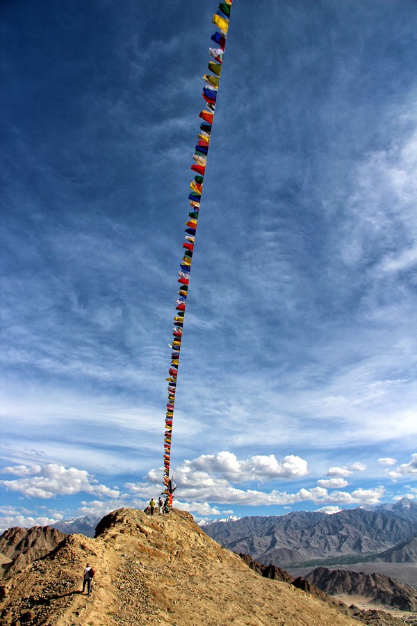 דרורה  בהרל 