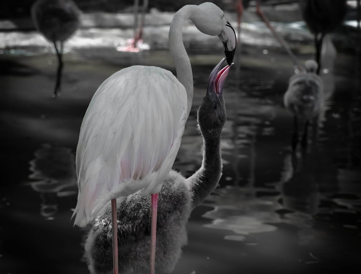 אורית בן שמעון