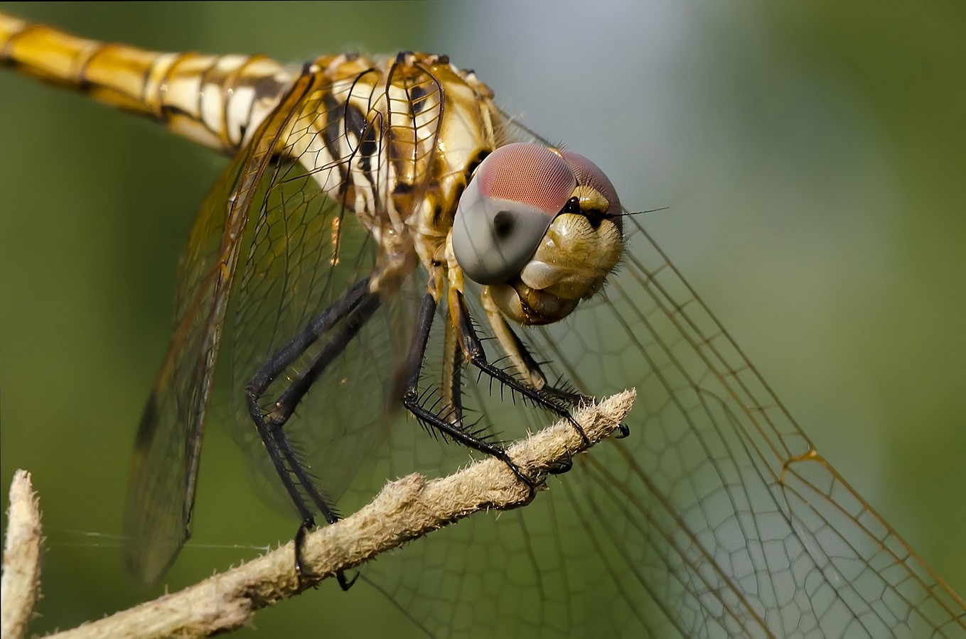 ‫שלום ניסימי‬‎