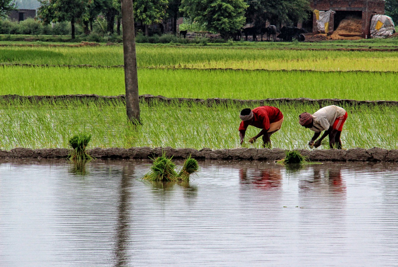 דרורה  בהרל 