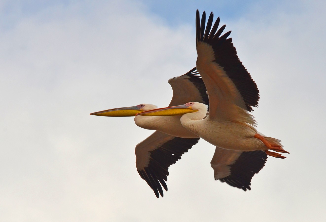 איציק איינהורן