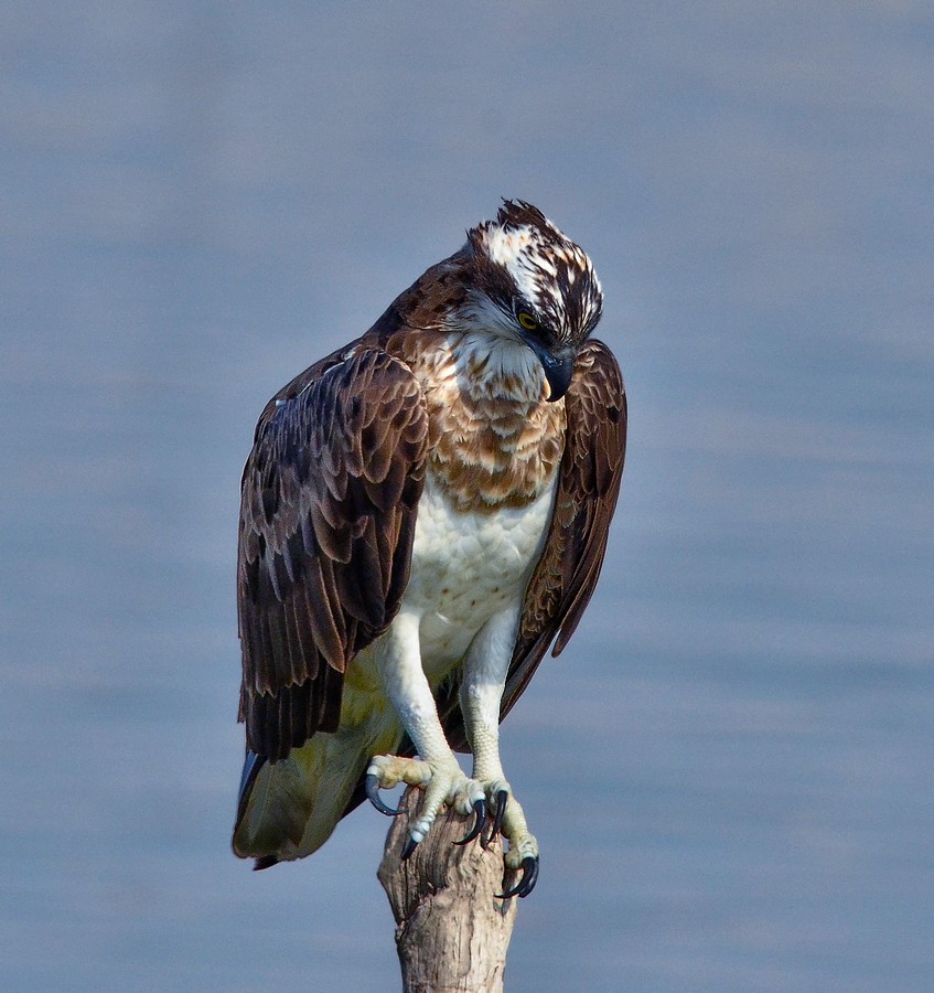 איציק איינהורן