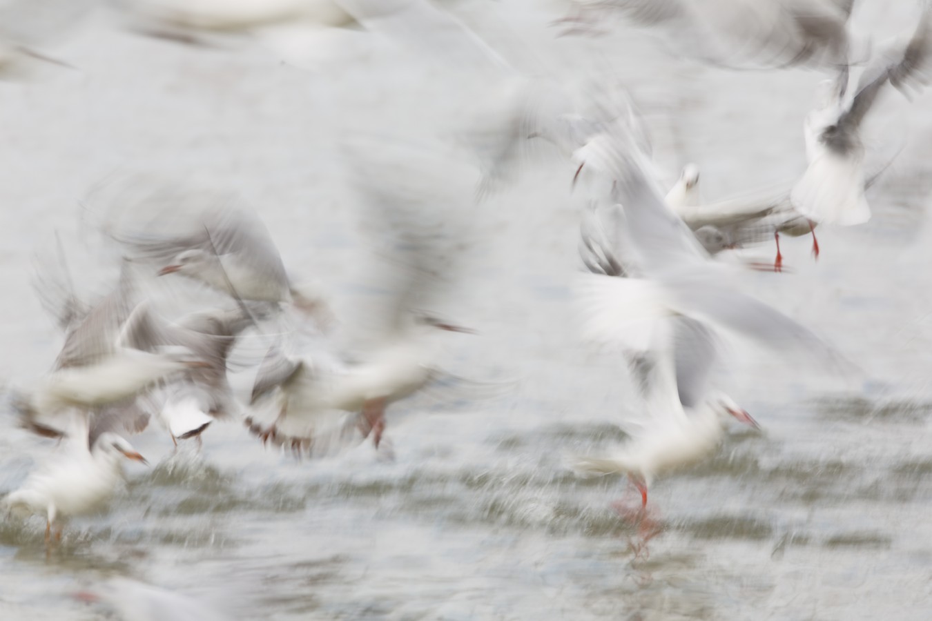 אמנון אייכלברג