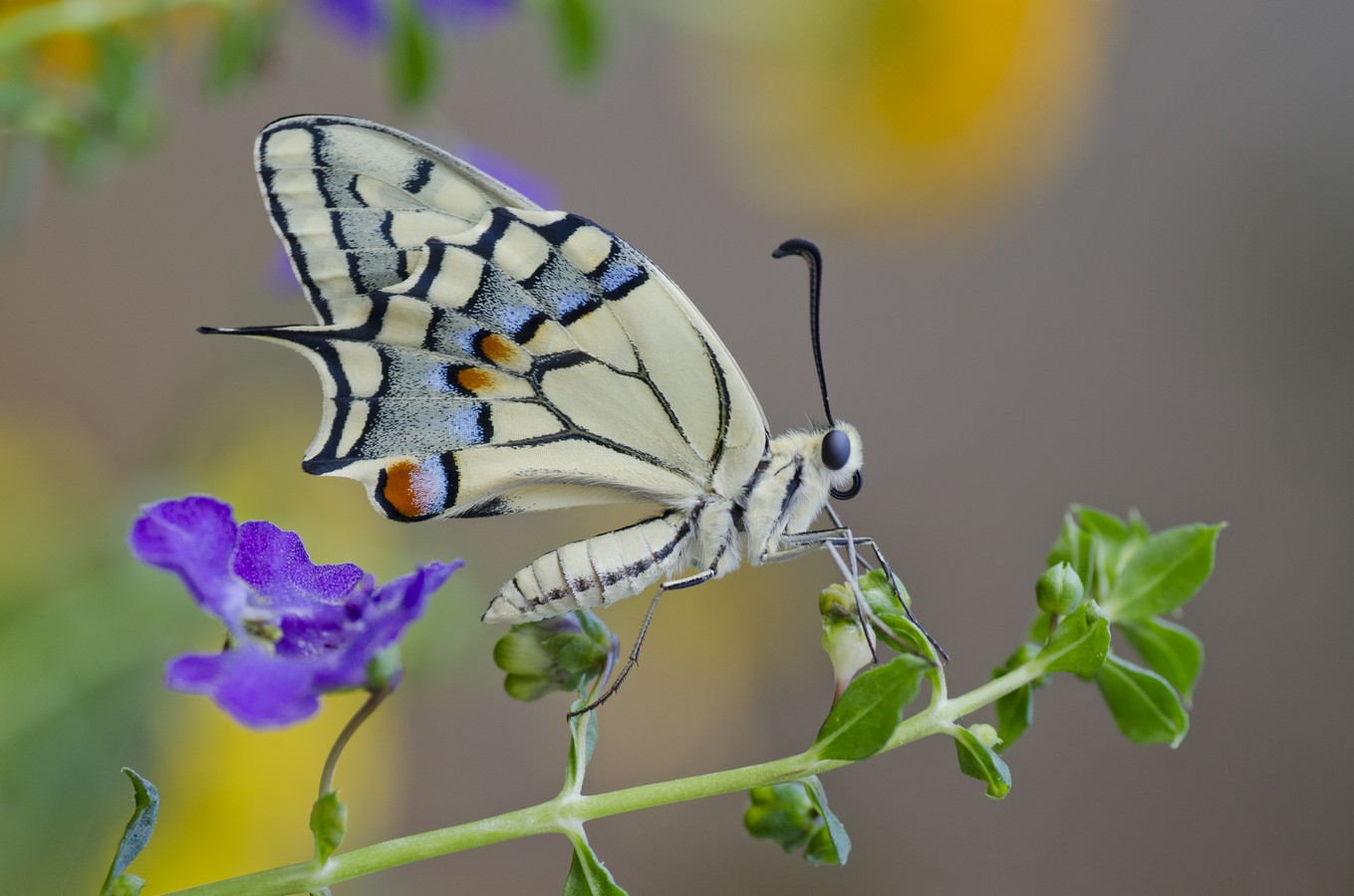 אביב מייסטר